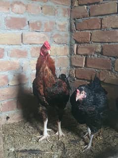 FANCY HENS ASEEL BREEDER PAIR (EGGS AVALIABLE)