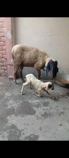 sheep 2 dant and one kid pehla sua ha patth ha