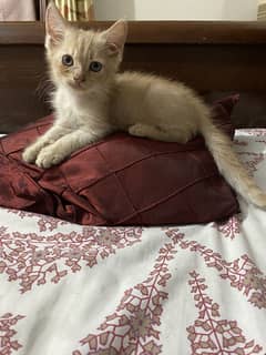 Cute kitten male