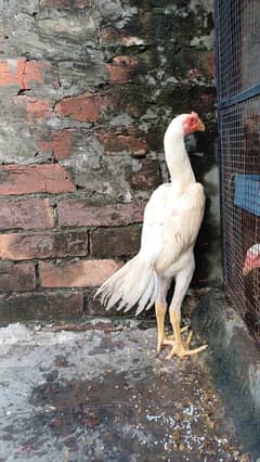 White shamo/shamo pair/ shamo patha/ shamo patha/shamo breeder pair