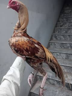 pure breed aseel murga for sale