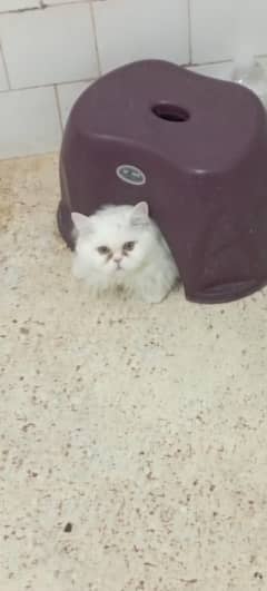 male white Persian cat