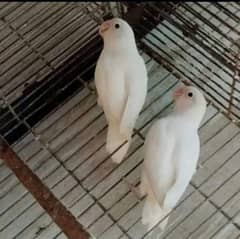breeder pair
