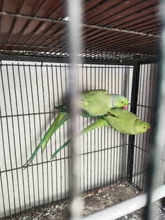 Green Ringnack 100% Breeder Pair For Sale WhatsApp 0315,4941718