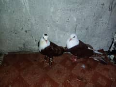 karbalai pigeon pair brown colour vip colour