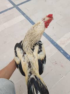 aseel jawa lal murgi pure breed