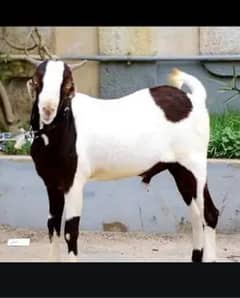 Bakra tabri nasal ablag  o. 3. l. o. 2. o. 8.5. l. 7. o.