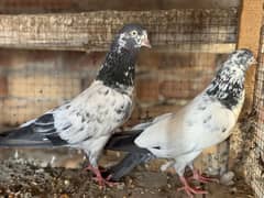 Taddy breeder pair with chiks