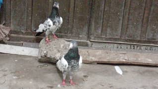 Teddy kabooter pair for sale Rs 8500 very good