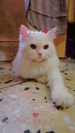persian male cat