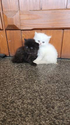 extreme punch male kitten