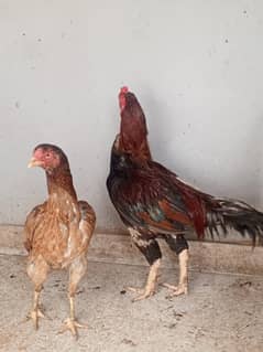Aseel pair with 4 chicks ages of 3 months Urgent for sale.