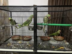 Raw parrot
