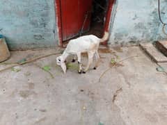 for sale