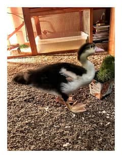 Muscovy
