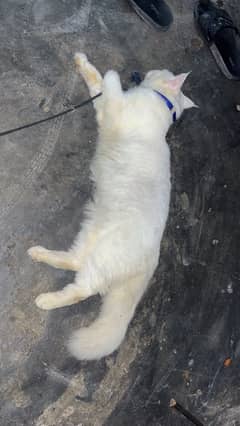 Persian