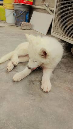 Siberian husky puppy male 03022744367