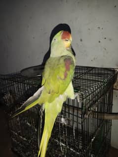 I am selling raw parrot