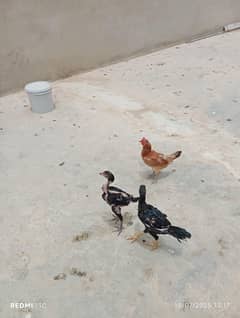 aseel Thai misri