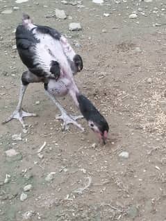 pure aseel chicks. Fully vaccinated