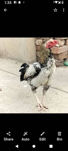 aseel jawa murga