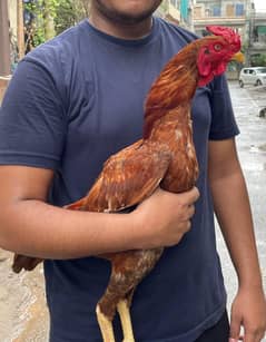 pure aseel murga