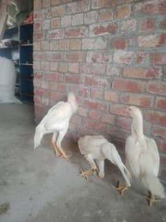 aseel