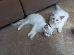 double coat  jori male and female