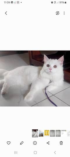 turkish angora