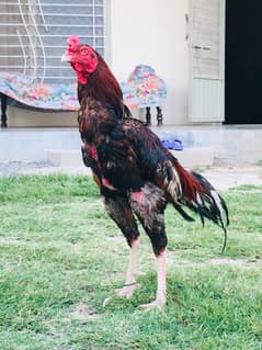 Laakha