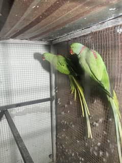 Kashmiri Raw | Breeder Pair | Raw Parrot | talking | Parrot For Sale