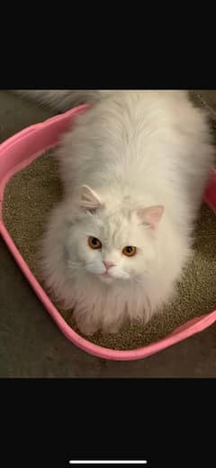 Brown Eyed Persian male cat  1.5 years old