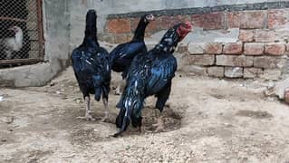 pure lasani ,jet black aseel ,eggs