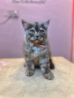Persian × Siberian kitten