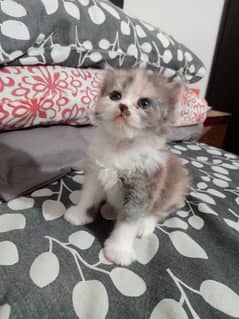 pure Persian female kitten