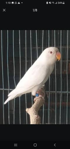 albino