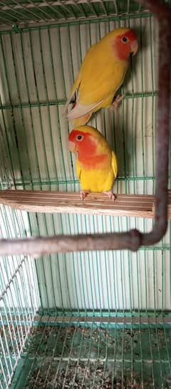 Love bird for Sale, common Latino