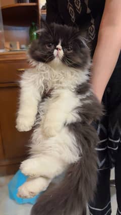 Persian male kitten