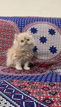 Persian kittens for sale