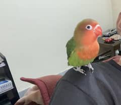Love bird Hand tamed