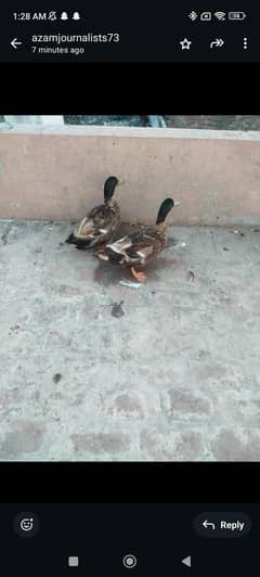 chhoti