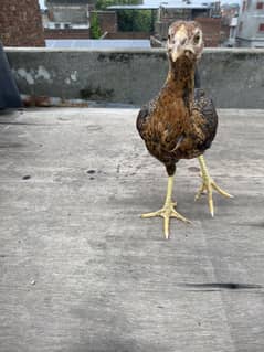 Aseel Chicks Aseel cross  desi Chicks  Swing Neck laky Kabotar cages a