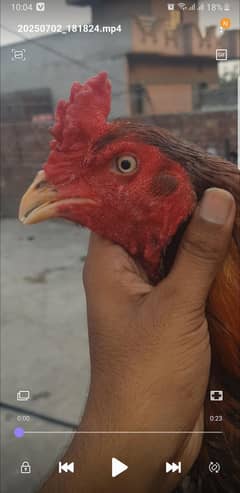 aseel nawabi Nasal breeder 03243071070 video ka leya