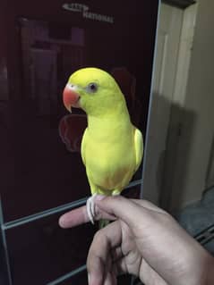 handtame yellow Ringneck female age 9month Start kr dia hai bolna