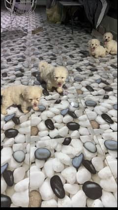 Maltese puppies