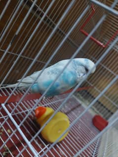 1 year old. . . ice colour. . . Australia parrot 