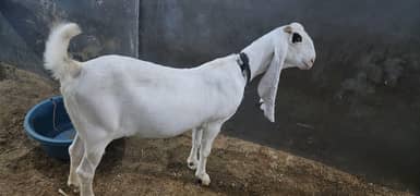 Bakri For Sale
