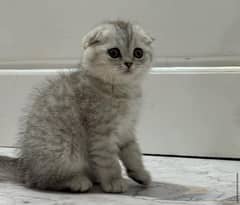 Scottish fold