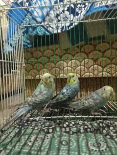 bajri for sale