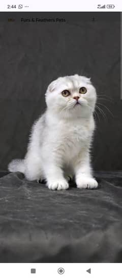 Scottish fold